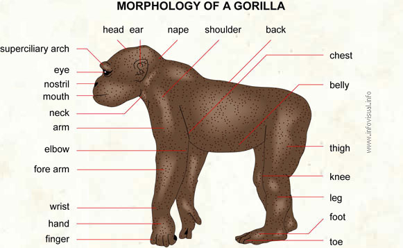 Gorilla  (Visual Dictionary)